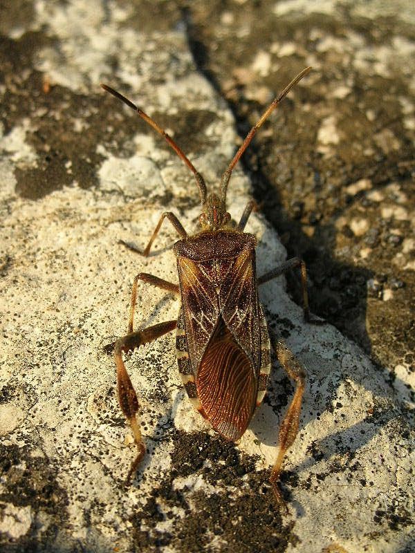 Leptoglossus occidentalis